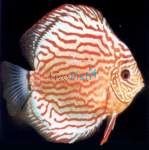 Red Turquoise Discus 5cm