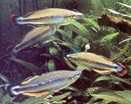 Mccullochs Rainbow - Jardine River - 3cm
