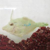 Bristle Tailed Filefish - Small
