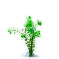 Filigree Milfoil Bunch