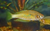 Finke River Rainbow 5cm