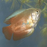 Male Flame Dwarf Gourami 5cm 