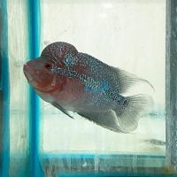 Super Red Dragon Flowerhorn 9cm