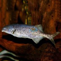 Freshwater Dolphin Nigeria - Wild Caught 9cm
