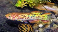 Gardneri Gold 3cm