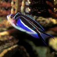 Bellus Swallowtail Female Angelfish - Small