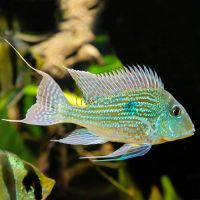 Geophagus Sveni 5cm