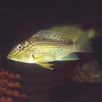 Green Horseface 5cm - Geophagus