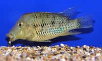Geophagus Steindachneri - Red Hump 5cm