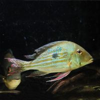 Geophagus Winemilleri 7cm