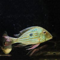 Geophagus Winemilleri 5cm