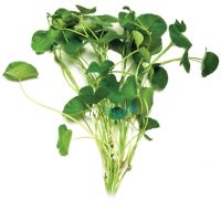 Giant Cardamine Bunch