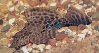 Spotted Sailfin Plecostomus 10cm