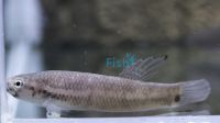 Gladiator Betta Simorum 10cm Pair 1Xm 1Xf