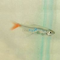 Glass Bloodfin Tetra 3.5cm