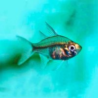 Indian Glass Fish 2cm