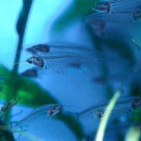 Phantom Glass Catfish 4cm