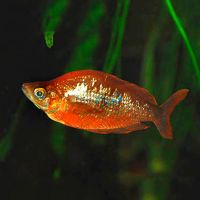 30x Incisus Rainbow 4-5cm