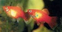 Neon Orange Platy 4cm