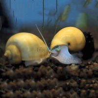 Gold Mystery Snail - Small