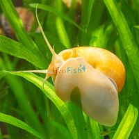 Gold Mystery Snail - Medium