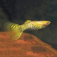Male Gold Cobra Guppy 3.5cm
