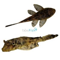 Gold Spotted Plecostomus (L1) 4cm