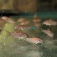 Corydoras Neon Gold Stripe - Juvenile Colour 2.5cm