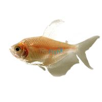 Golden Black Widow Tetra 3.5cm