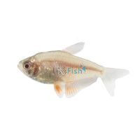 Golden Flame Tetra 3cm