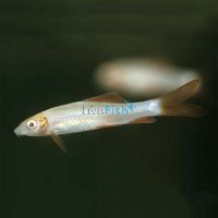 Golden Shark - Albino Rainbow 5cm
