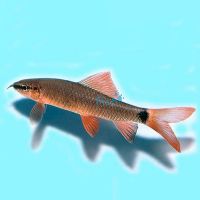 Rainbow Shark 7cm