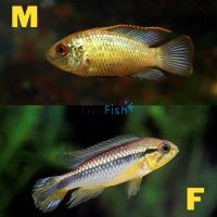 Golden Dwarf Cichlid 3cm