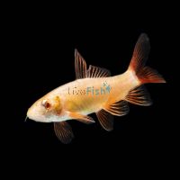 Golden Shark - Albino Rainbow 5cm