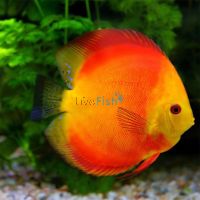 Golden Sunset Discus 9cm