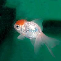 Red Cap Oranda 7cm