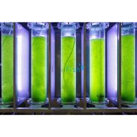 Green Phytoplanton - Feeder Culture 2L