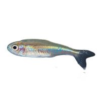 Green Neon Tetra 2cm