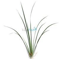 Green Rush Bunch