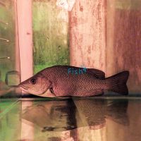 Grunter Sooty - Wild Caught 10cm
