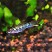 Guentheri Swordtail 5cm