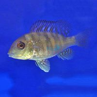 Gymnogeophagus Balzanii 4cm