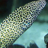 Honeycomb Moray Eel - Medium