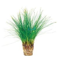 Hairgrass - Pot