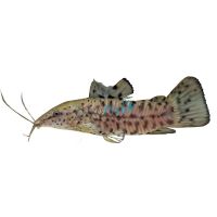 Hoplo Catfish 5cm