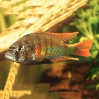 Flame Back Cichlid 4cm