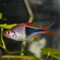 Harlequin Rasbora 2cm