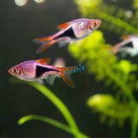 Harlequin Rasbora 2cm
