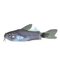 Hastatus Corydoras 1cm