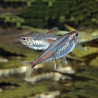 Glolite Tetra 3cm